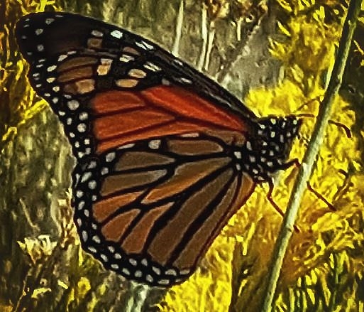 Monarch in Joshua Tree